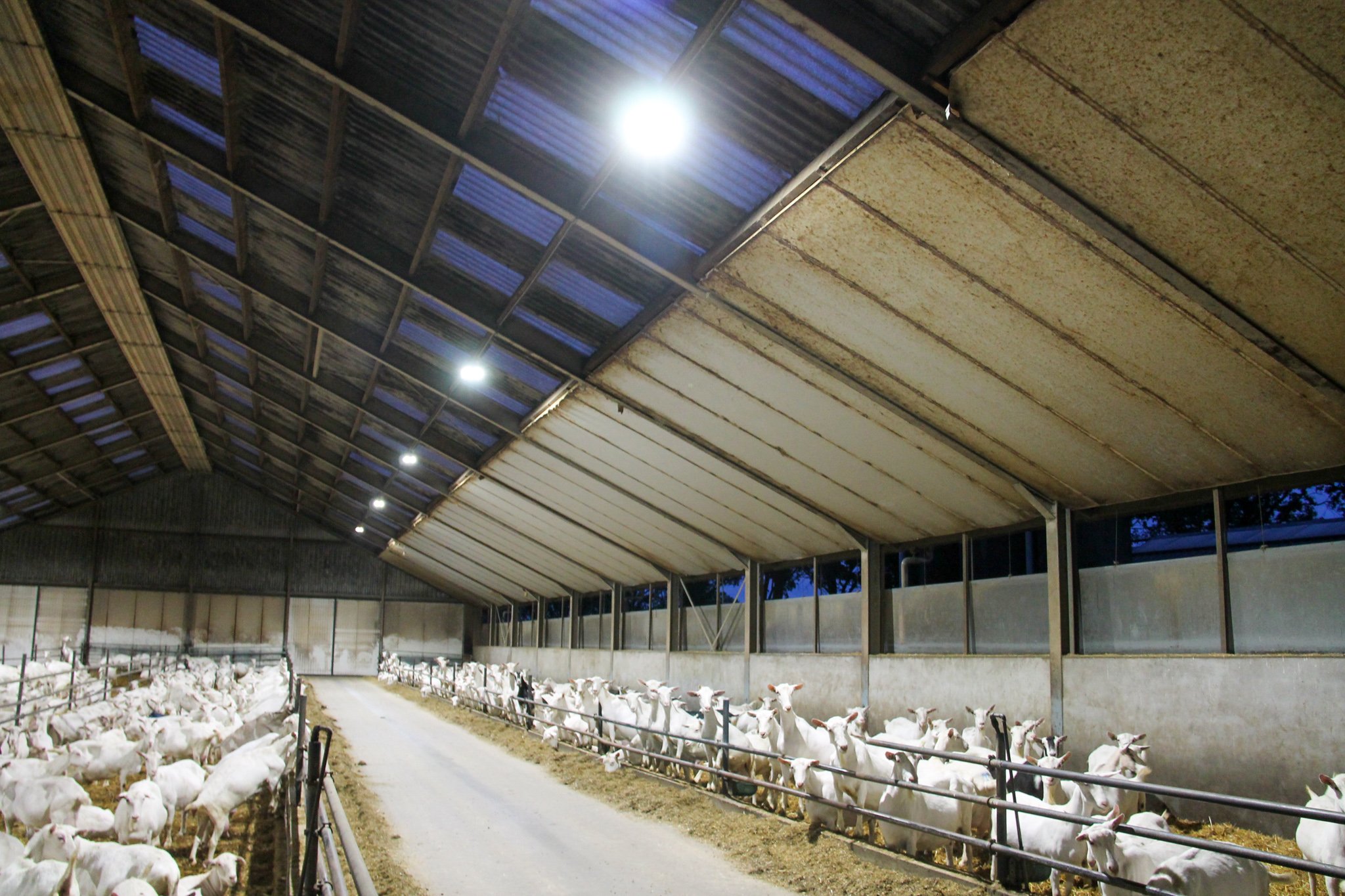 led-verlichting-stal-boerderij